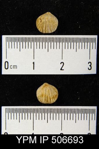 Atrypa sp.