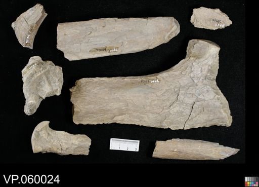 Xiphactinus sp.