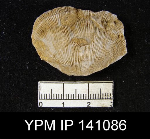 Derbya sp.