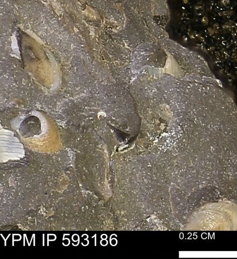 undet. Mollusca