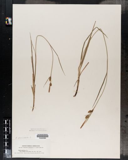 Carex panicea