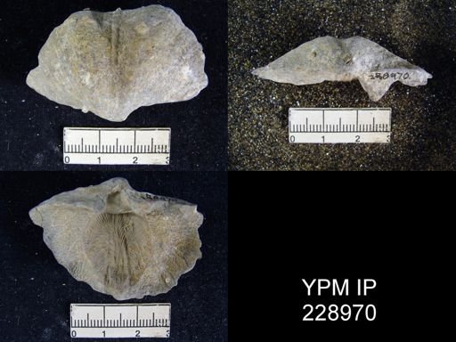 Neospirifer kansasensis
