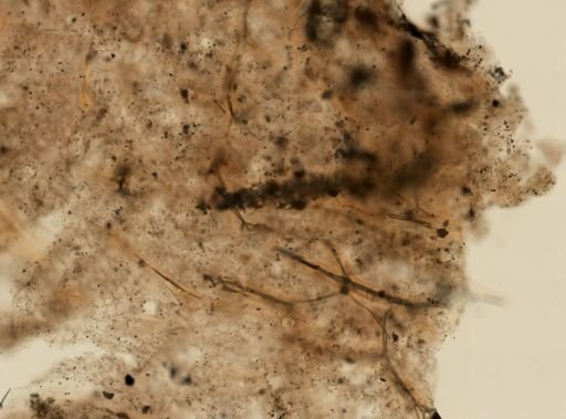 Euryspongia