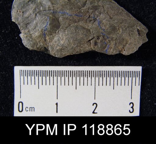 Dalmanella wisbyensis