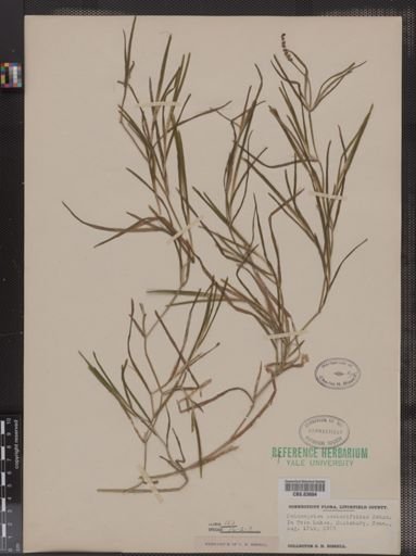 Potamogeton zosteriformis