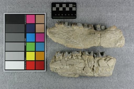Subhyracodon