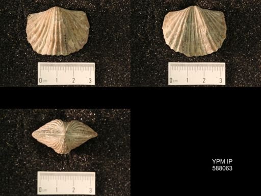 Platystrophia laticostata
