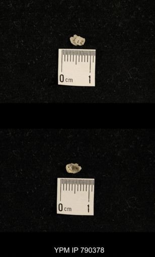undet. Brachiopoda
