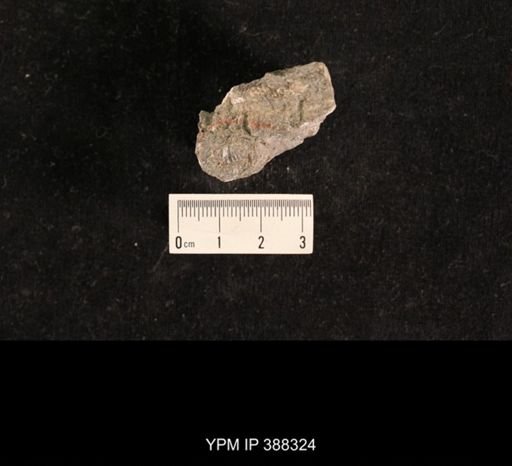 Spiriferina kentuckiensis