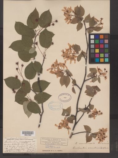 Amelanchier canadensis