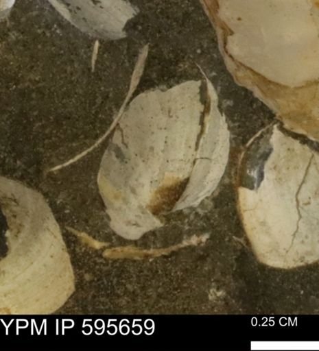 Protocardia sp.