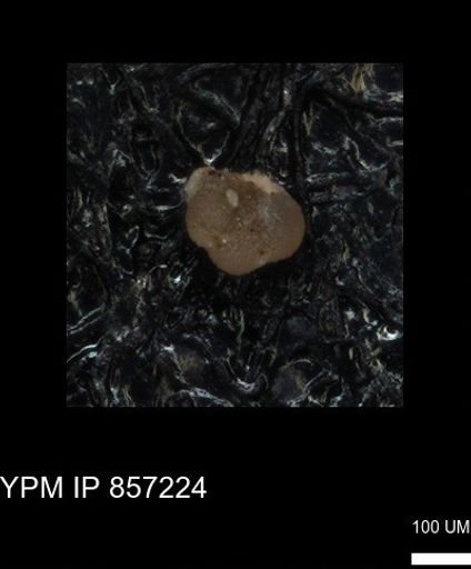 undet. Foraminiferida