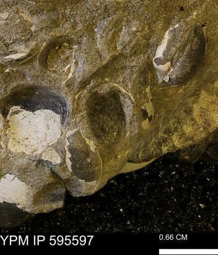 Protocardia sp.