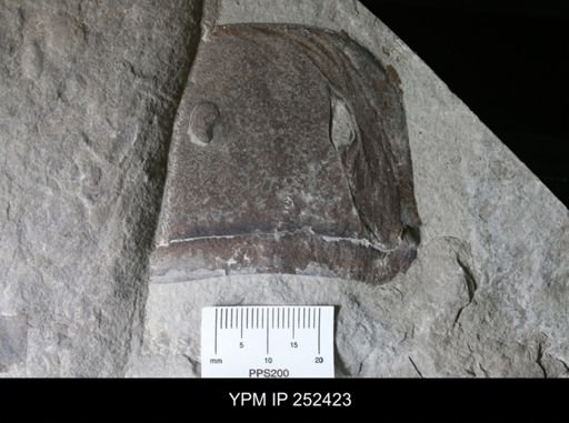 Eurypterus sp.