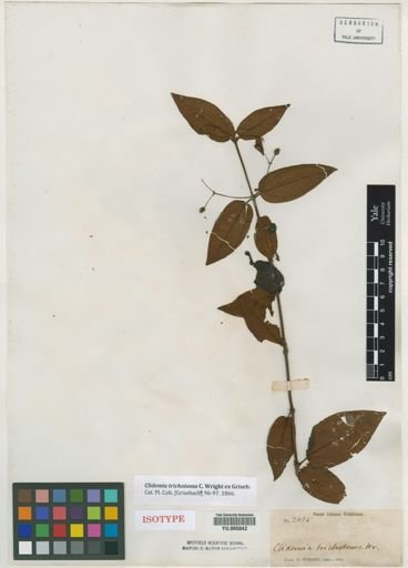 Clidemia trichotoma