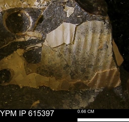 Ammonoidea?