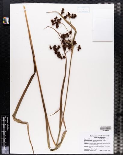 Scirpus atrovirens