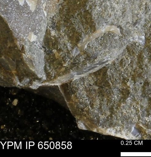 undet. Bivalvia