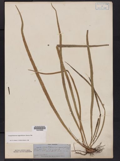 Campyloneurum