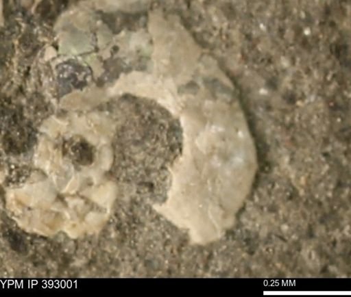 undet. Mollusca