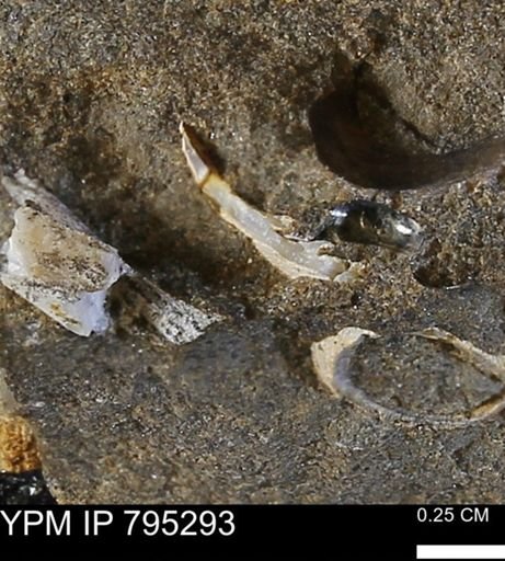 Cucullaea sp.