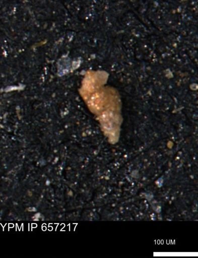 Verneuilinoides kansasensis
