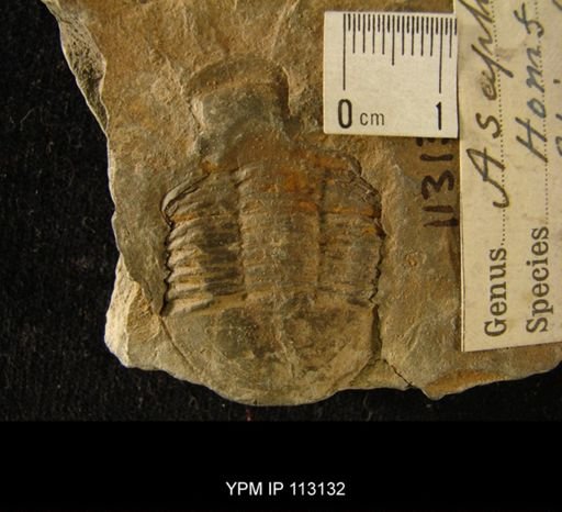 Asaphus homfrayi