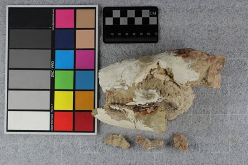 Mesohippus bairdi