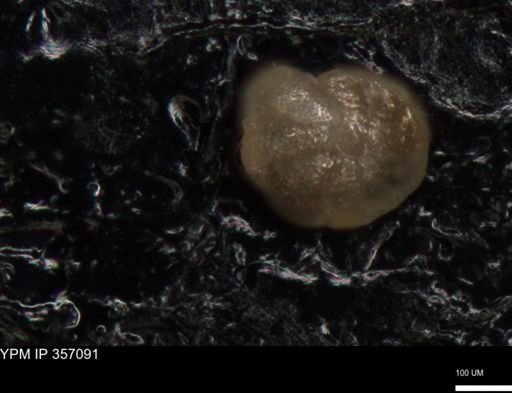 undet. Foraminiferida
