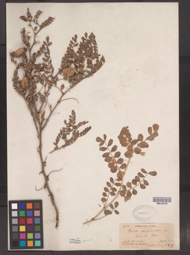 Cicer arietinum