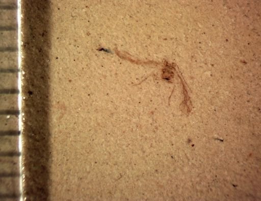 undet. Psocoptera