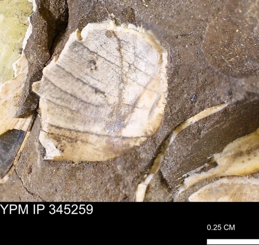 undet. Bivalvia