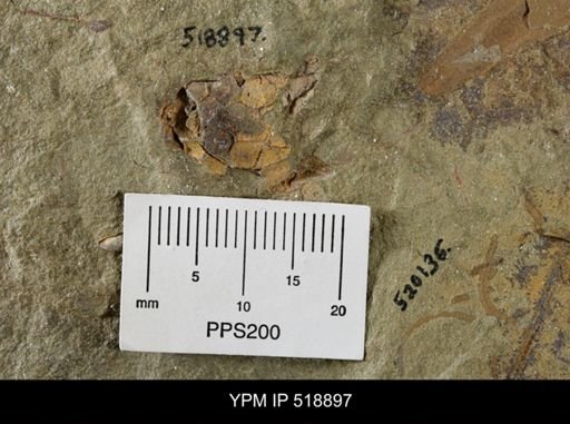 undet. Eocrinoidea