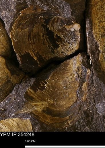 undet. Bivalvia