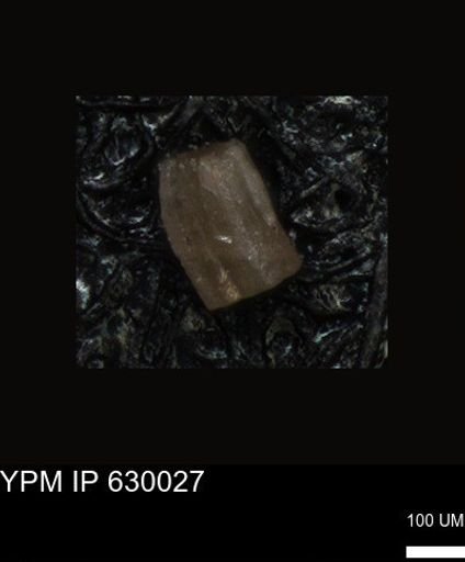 undet. Foraminiferida