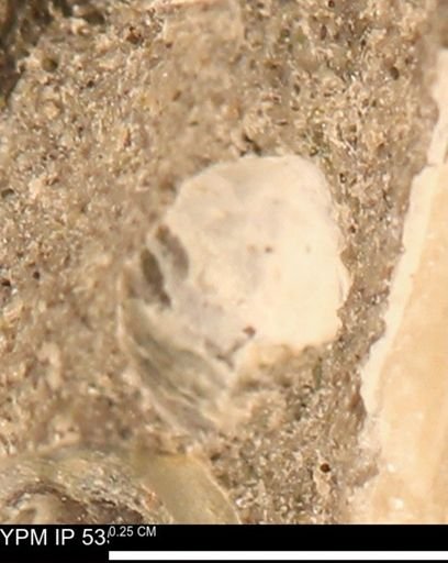 Limopsis striatopunctatus