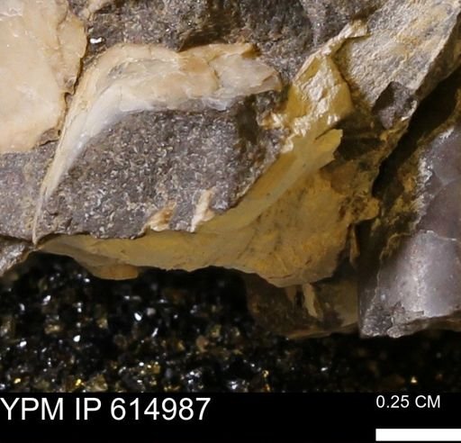 Baculites sp.