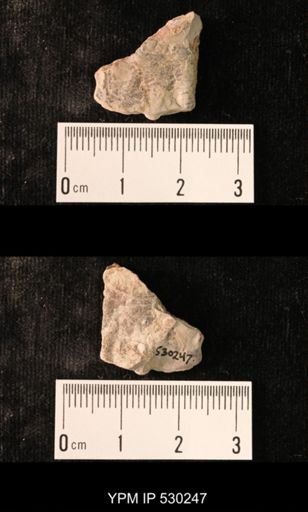 Elrathia kingi