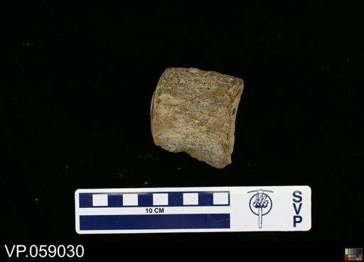 undet. Mosasauridae