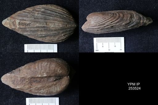 Grammysioidea?