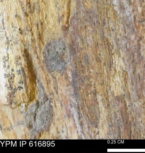 Teredo sp.