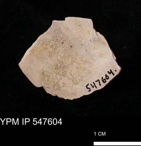 Mya arenaria