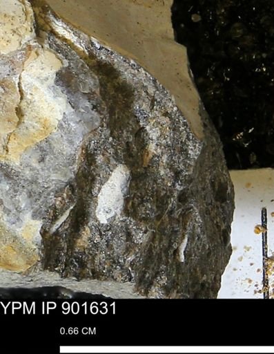 undet. Mollusca