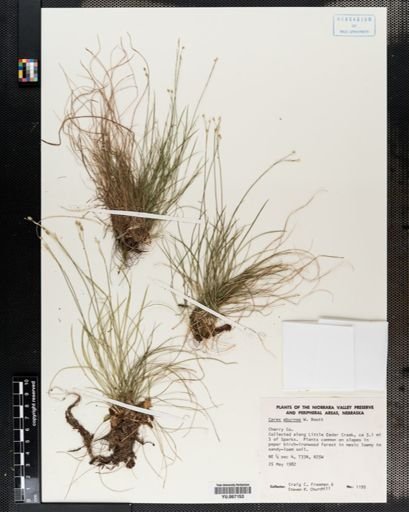 Plantae