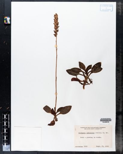 Goodyera pubescens