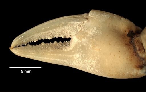 Potamon (Potamonautes) sidneyi