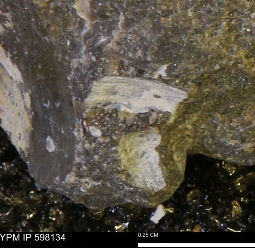 Limopsis striatopunctatus