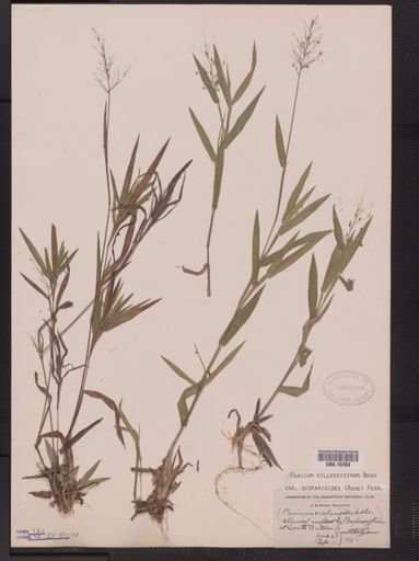 Panicum villosissimum
