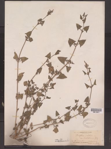 Atriplex patula hastata