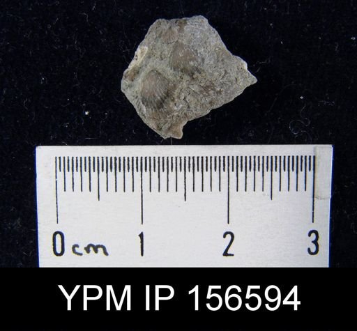 Zygospira recurvirostra